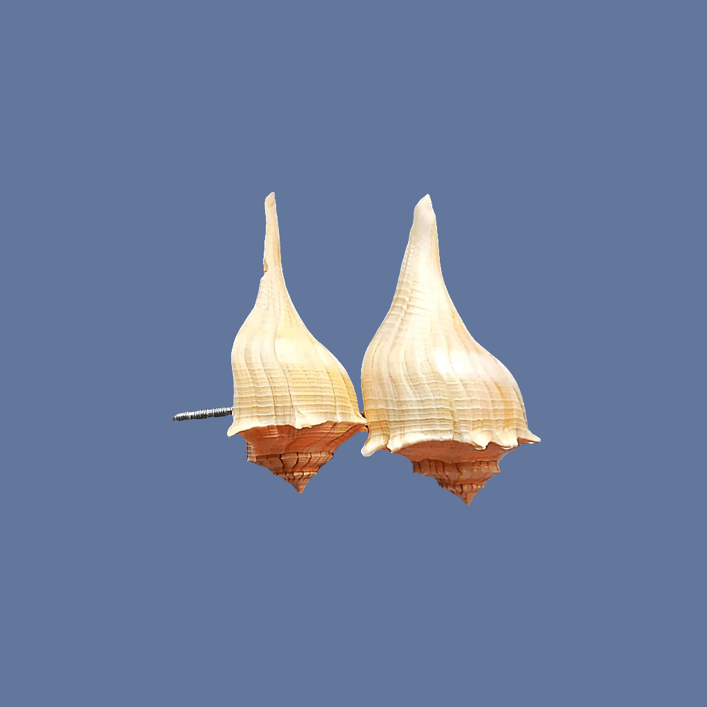 Natural Seashell Drawer Pull – Florida Lightning Whelk