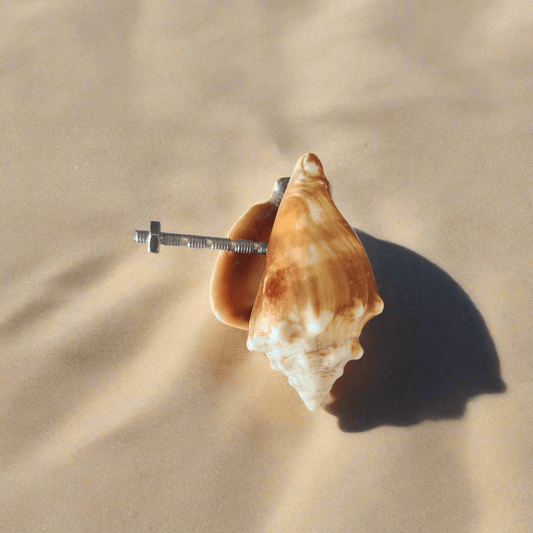 Florida Fighting Conch Shell Drawer Pull - Authentic Beach House Cabinet Pull