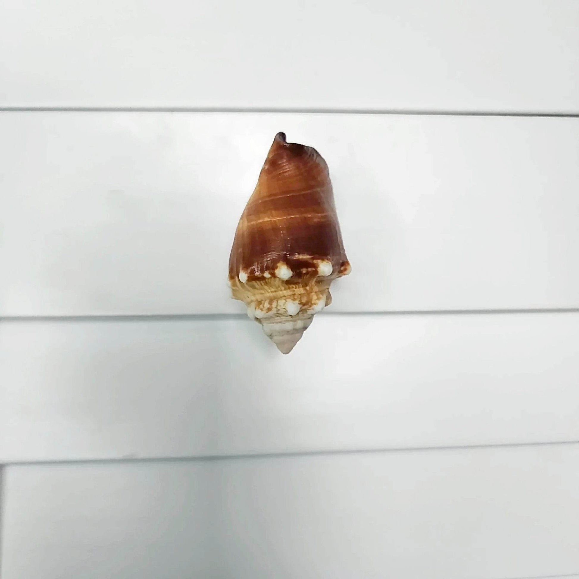 Florida Fighting Conch shell texture detail showing natural ridges and cream coloring for beach house cabinet pull