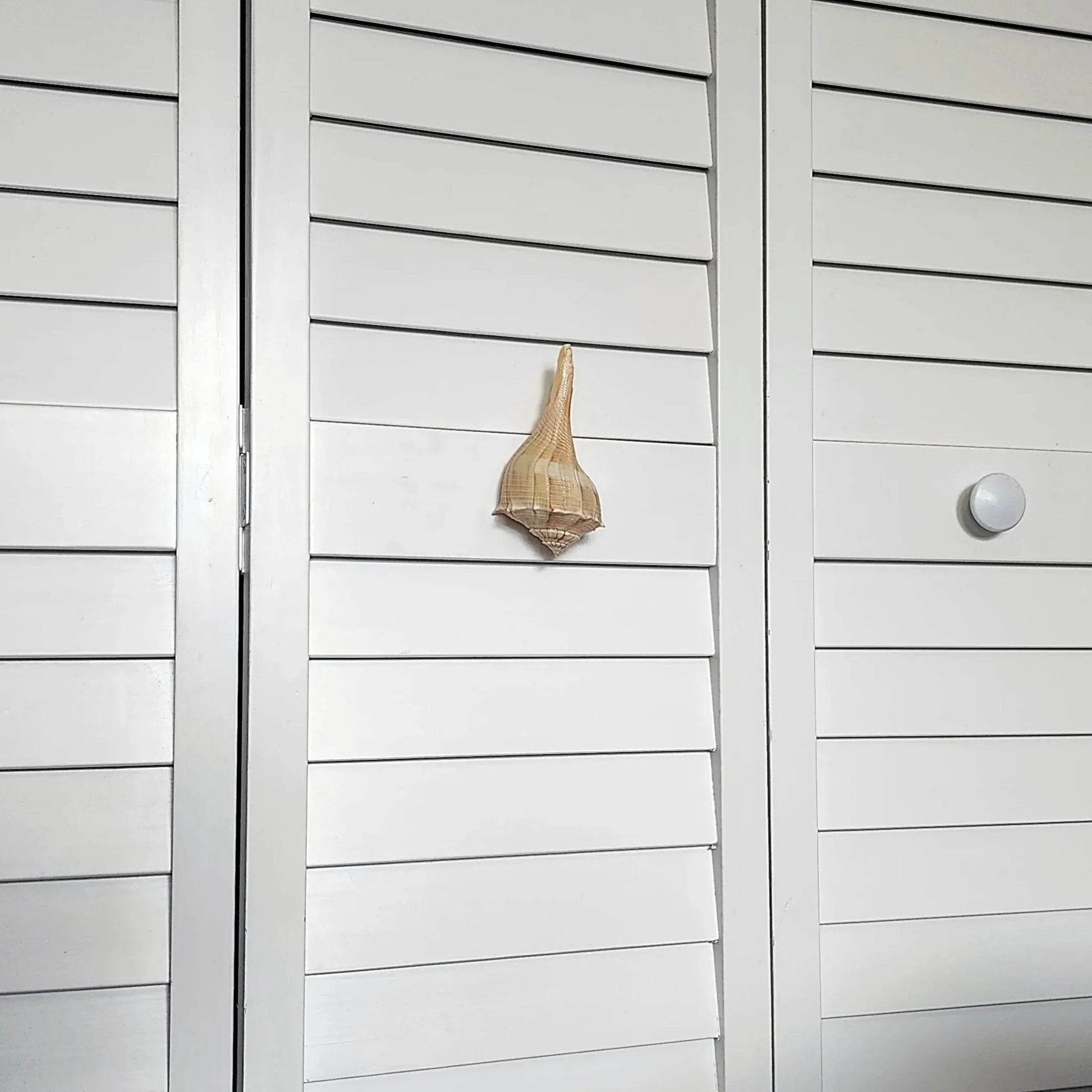 Authentic seashell drawer handle – coastal hardware for kitchen, bathroom, or lake house furniture