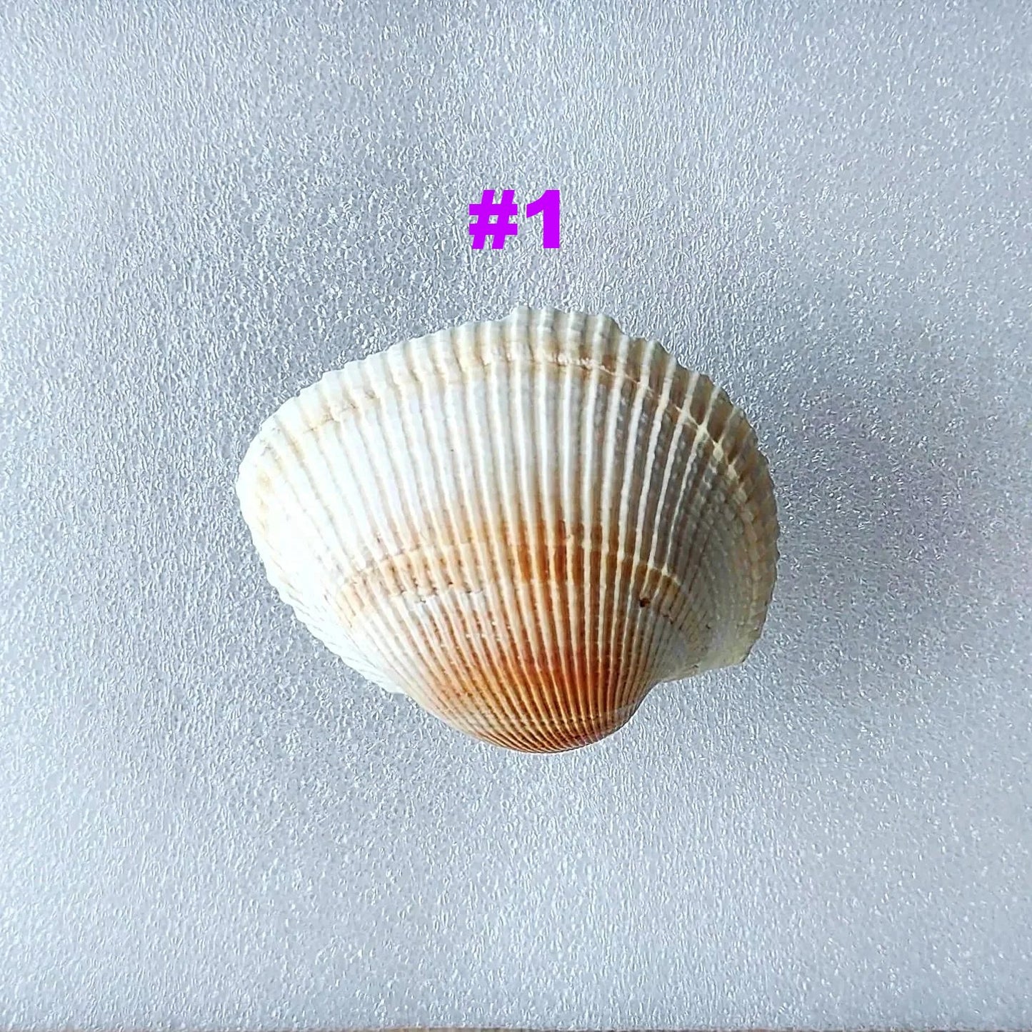Coastal Cockle Seashell Cabinet Knobs - Beach House Drawer Pulls Hardware Set