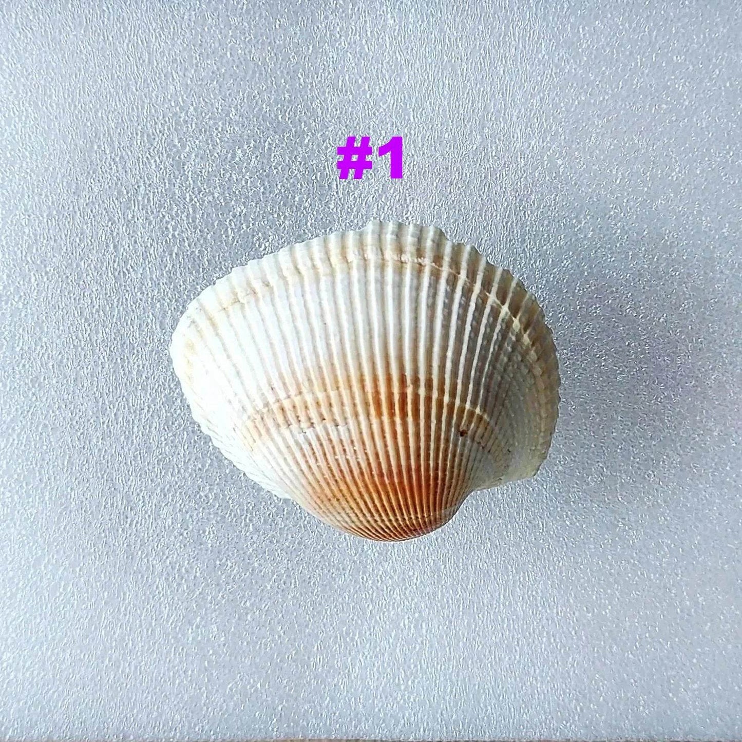 Coastal Cockle Seashell Cabinet Knobs - Beach House Drawer Pulls Hardware Set