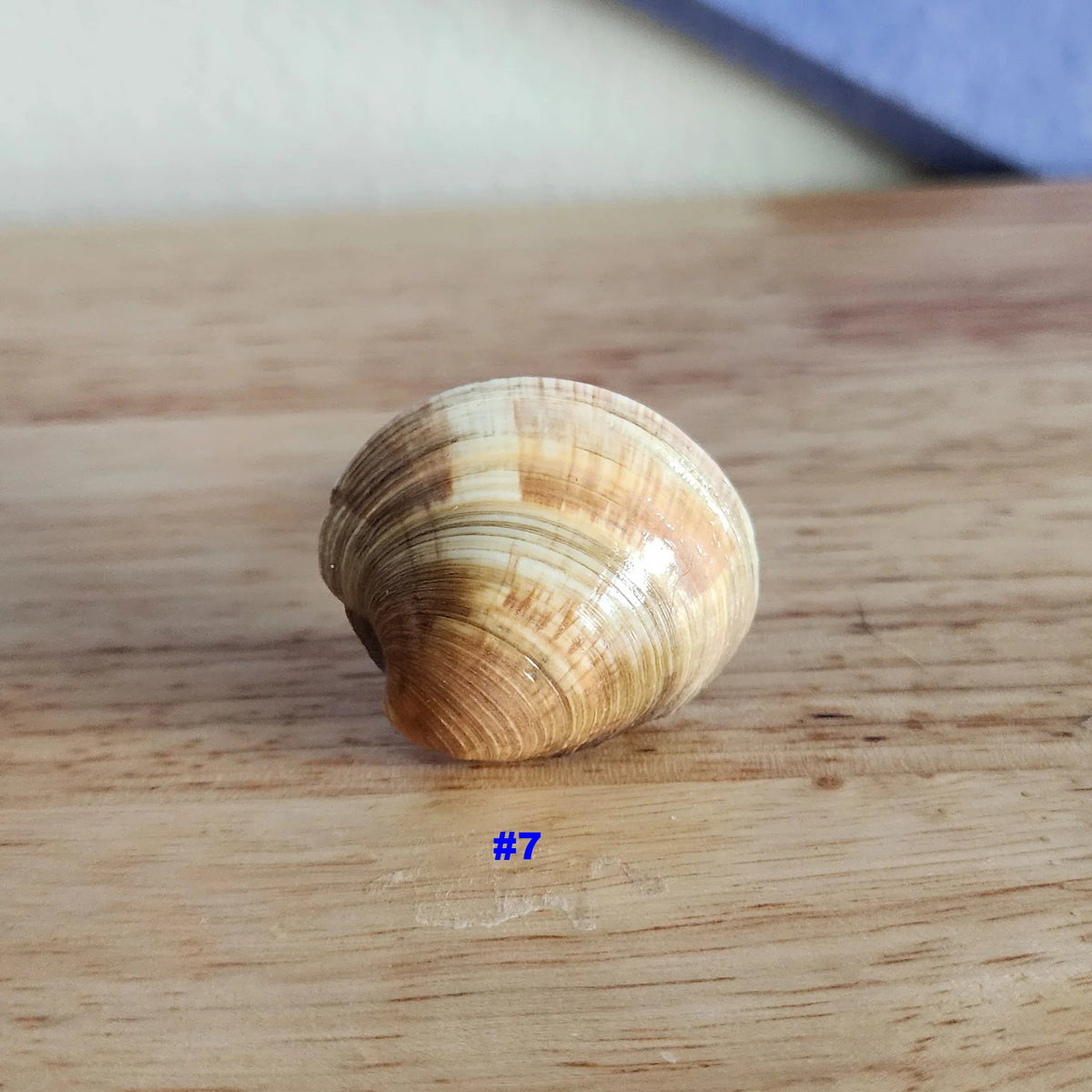 Single small glossy clam shell drawer pull labeled #7, handmade coastal cabinet knob