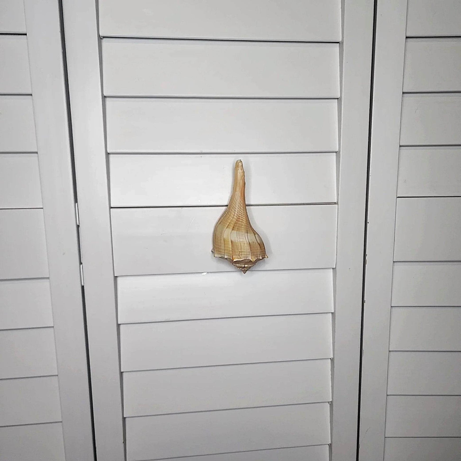 Authentic seashell drawer handle – coastal hardware for kitchen, bathroom, or lake house furniture