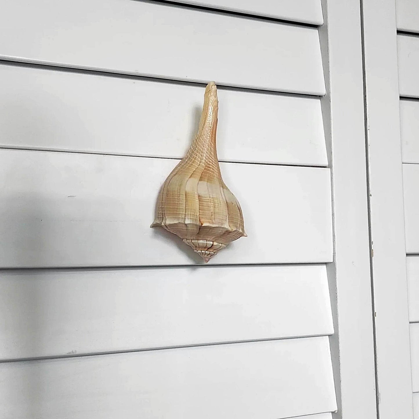 Natural Seashell Drawer Pull – Florida Lightning Whelk