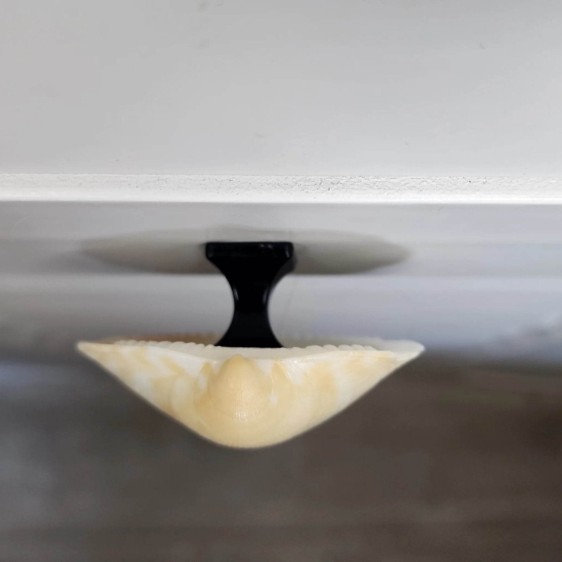 Clam Shell Cabinet Knobs & Drawer Pulls – Authentic Seashell Hardware for Beach, Coastal & Nautical Kitchens & Bathrooms