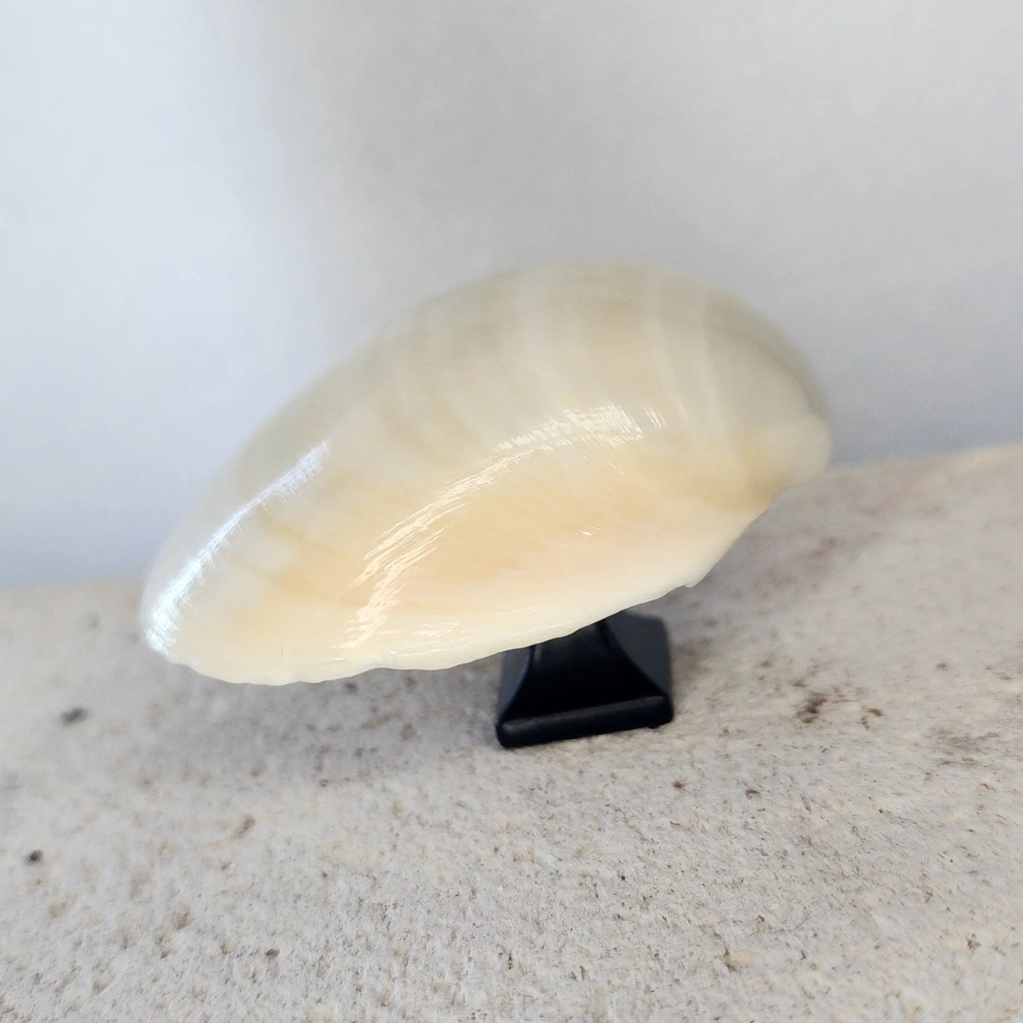 Clam Shell Cabinet Knobs & Drawer Pulls – Authentic Seashell Hardware for Beach, Coastal & Nautical Kitchens & Bathrooms