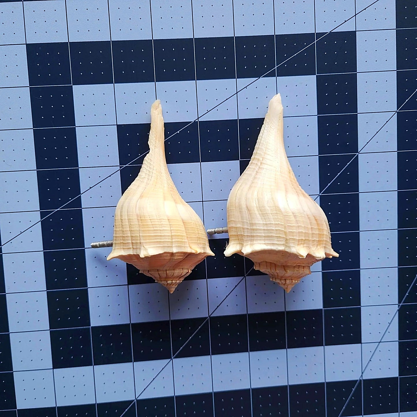 Natural Seashell Drawer Pull – Florida Lightning Whelk