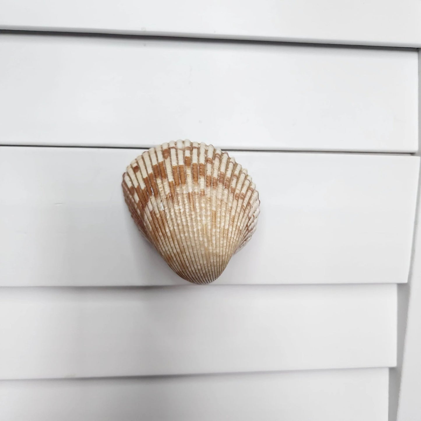 Cockle Shell Drawer Pulls Set of 2 - Beach House Cabinet Knobs with Black Metal - Coastal Hardware Pair