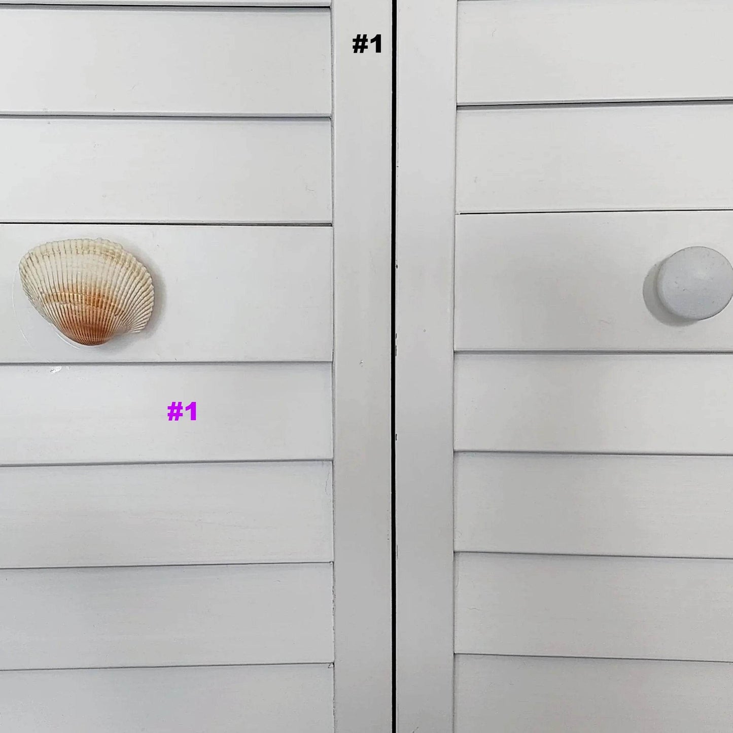 Coastal Cockle Seashell Cabinet Knobs - Beach House Drawer Pulls Hardware Set