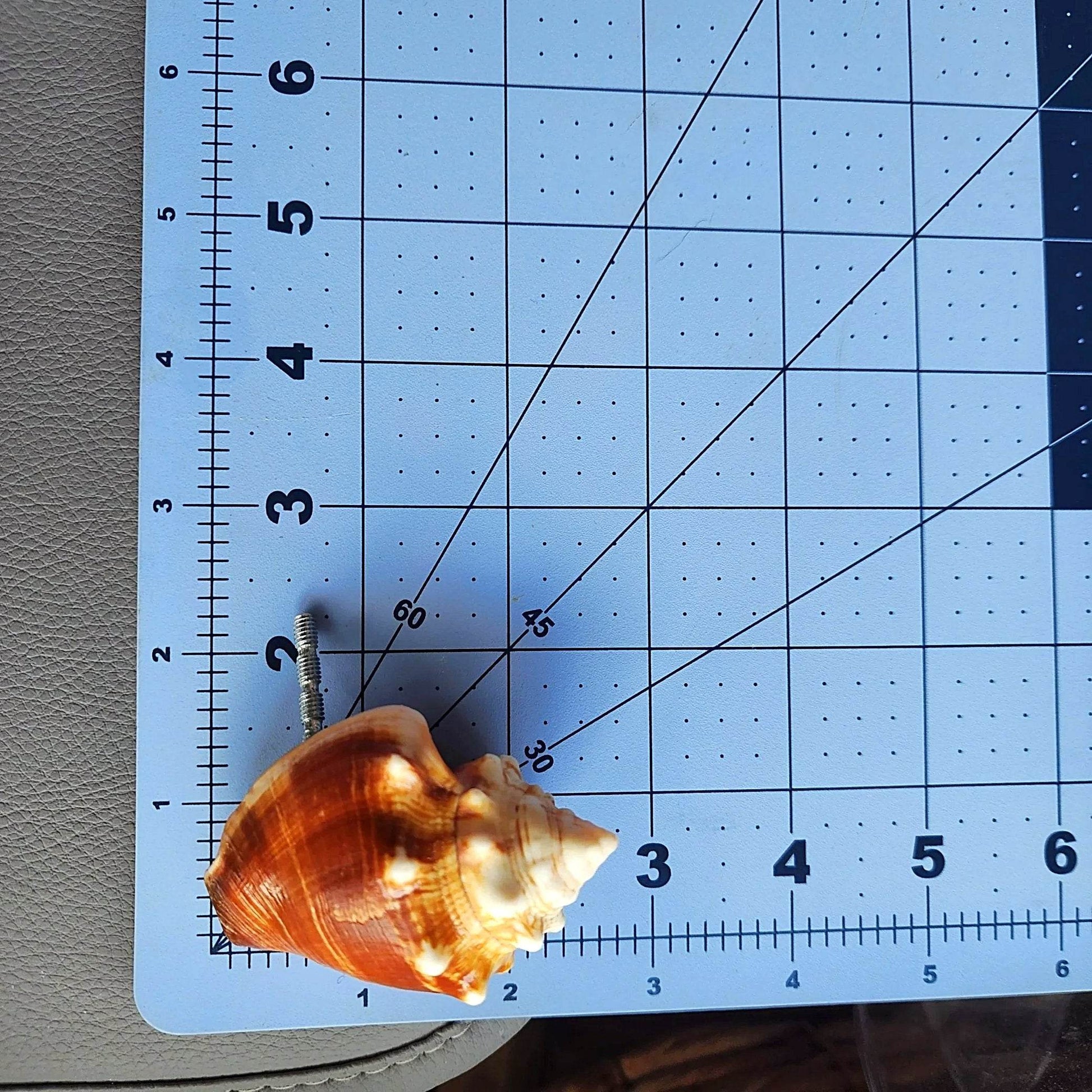 Florida Fighting Conch shell texture detail showing natural ridges and cream coloring for beach house cabinet pull