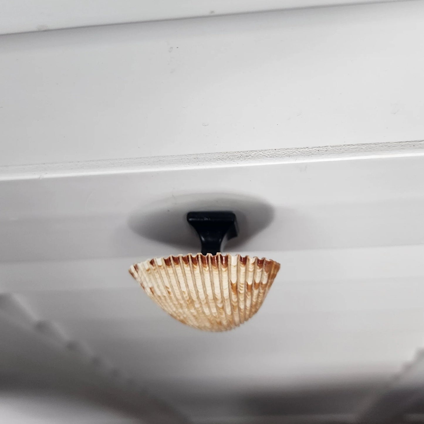 Coastal Cockle Seashell Cabinet Knobs - Beach House Drawer Pulls Hardware Set