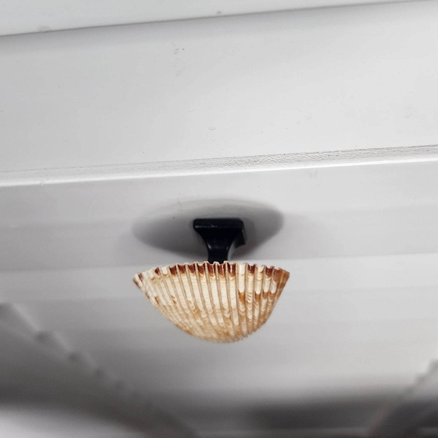 Coastal Cockle Seashell Cabinet Knobs - Beach House Drawer Pulls Hardware Set