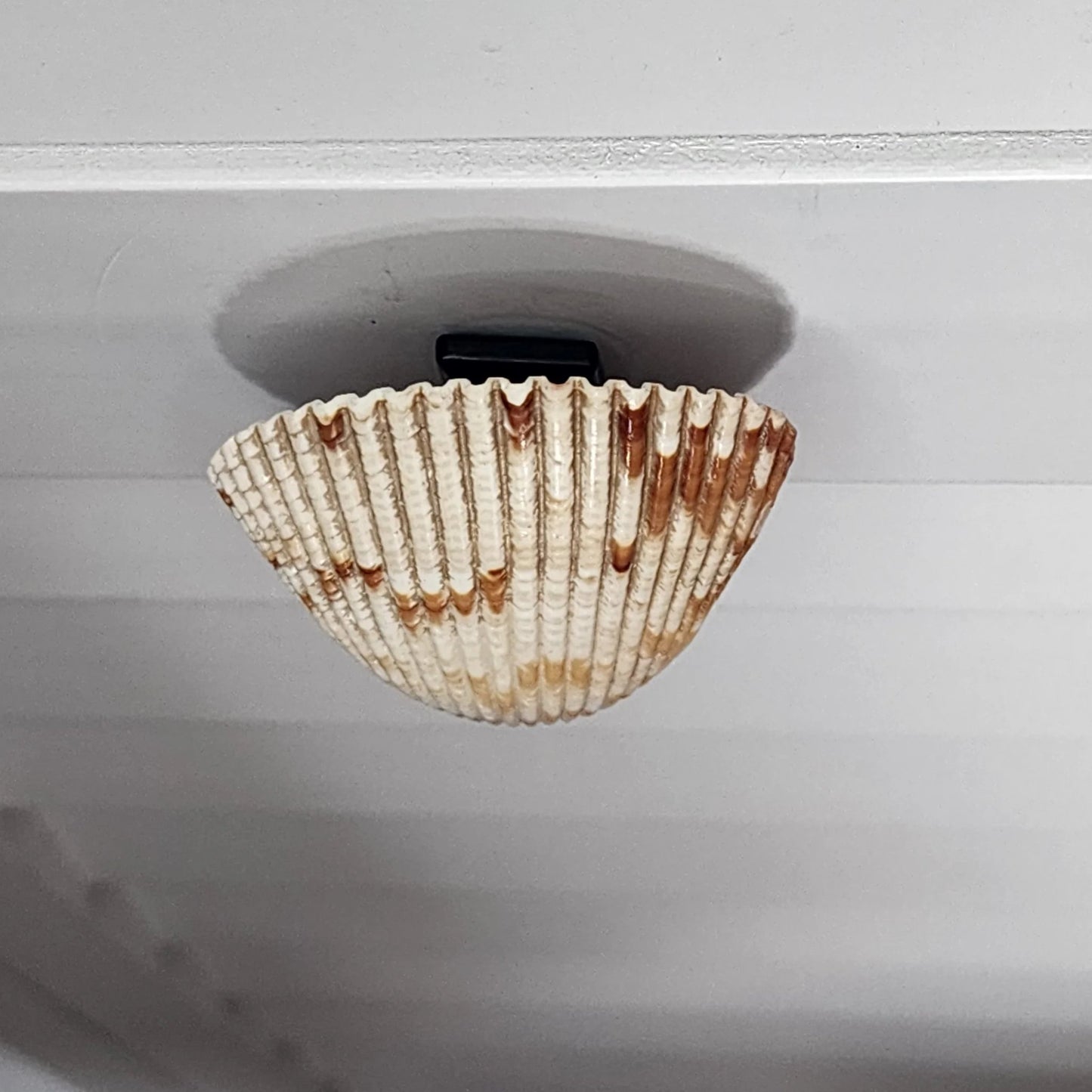 Coastal Cockle Seashell Cabinet Knobs - Beach House Drawer Pulls Hardware Set