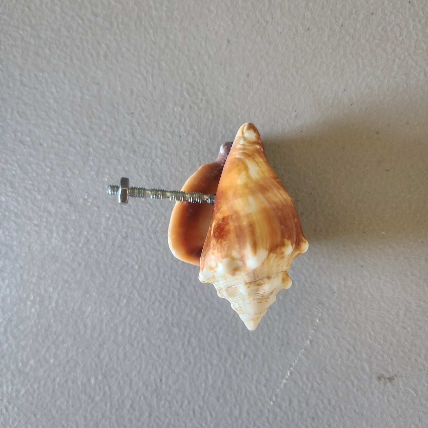 Florida Fighting Conch Shell Drawer Pull - Authentic Beach House Cabinet Pull