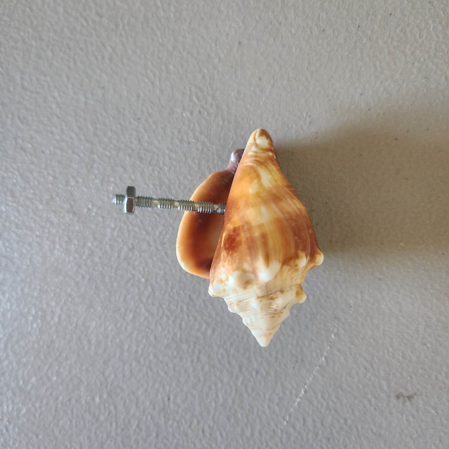 Florida Fighting Conch Shell Drawer Pull - Authentic Beach House Cabinet Pull