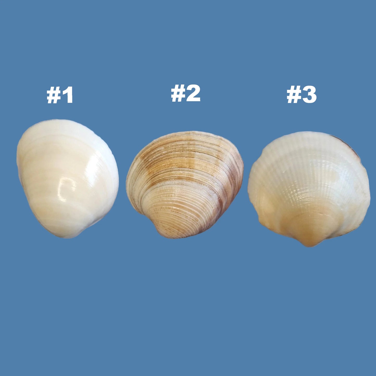 Clam Shell Cabinet Knobs & Drawer Pulls – Authentic Seashell Hardware for Beach, Coastal & Nautical Kitchens & Bathrooms
