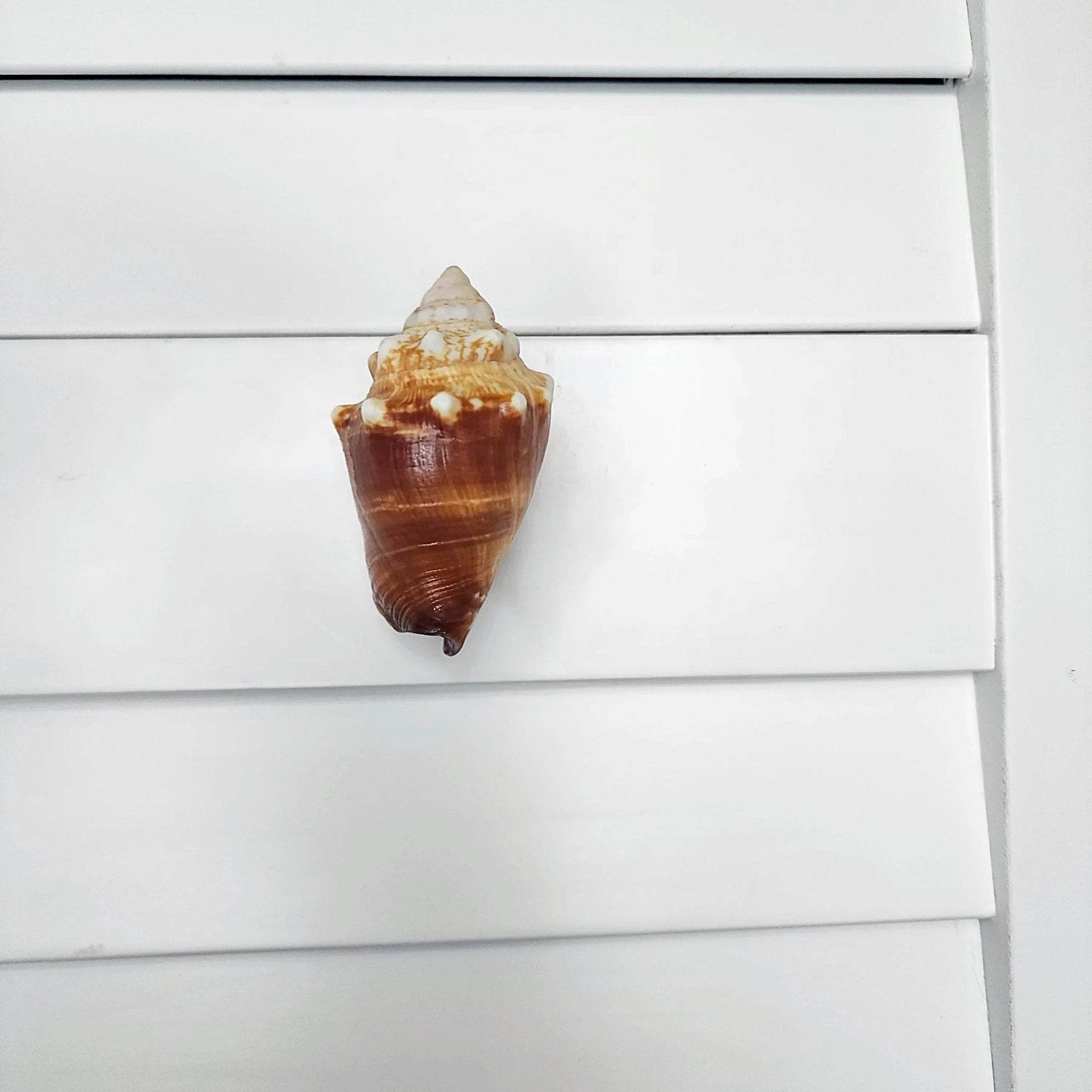 Florida Fighting Conch shell texture detail showing natural ridges and cream coloring for beach house cabinet pull