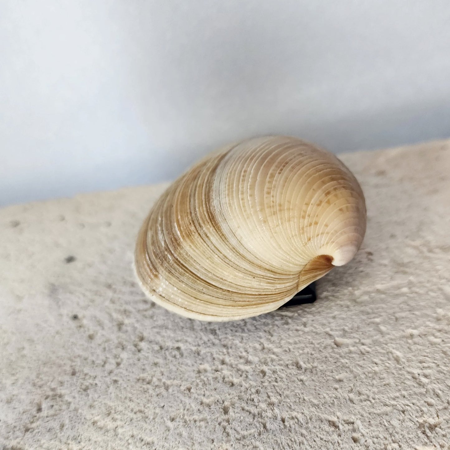 Clam Shell Cabinet Knobs & Drawer Pulls – Authentic Seashell Hardware for Beach, Coastal & Nautical Kitchens & Bathrooms
