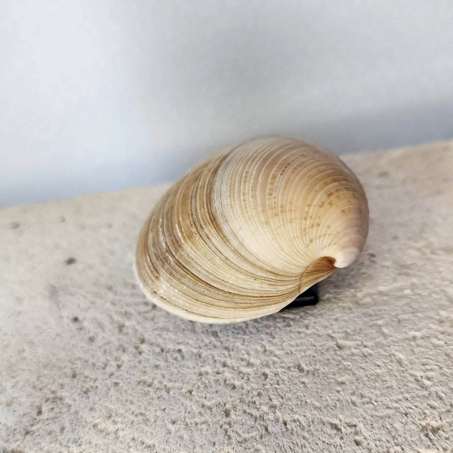 Clam Shell Cabinet Knobs & Drawer Pulls – Authentic Seashell Hardware for Beach, Coastal & Nautical Kitchens & Bathrooms