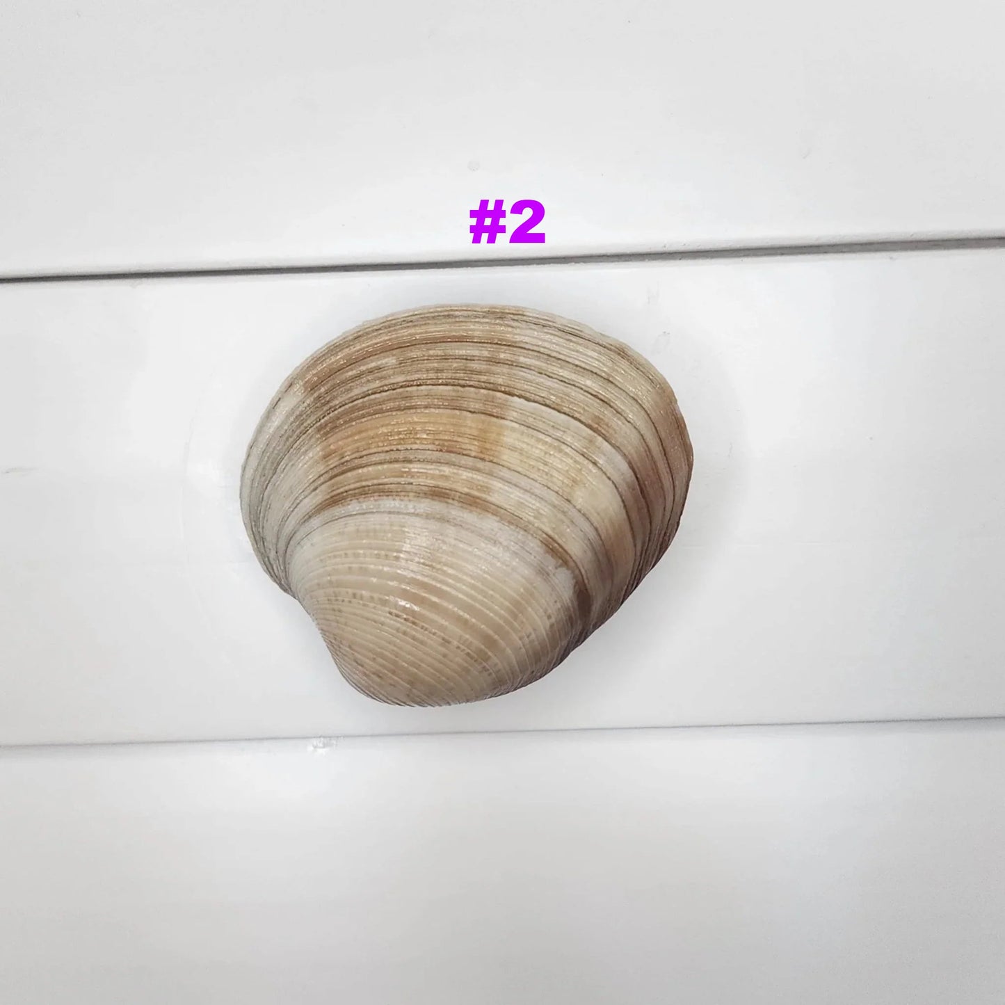 Clam Shell Cabinet Knobs & Drawer Pulls – Authentic Seashell Hardware for Beach, Coastal & Nautical Kitchens & Bathrooms