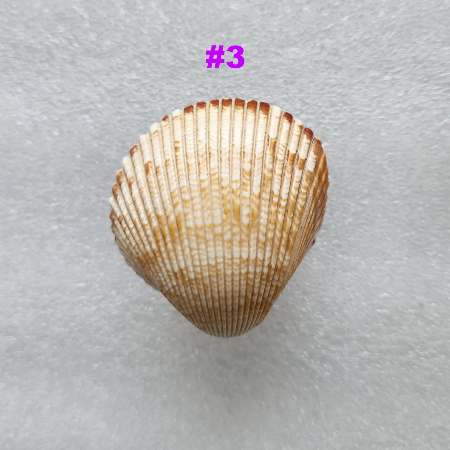 Coastal Cockle Seashell Cabinet Knobs - Beach House Drawer Pulls Hardware Set