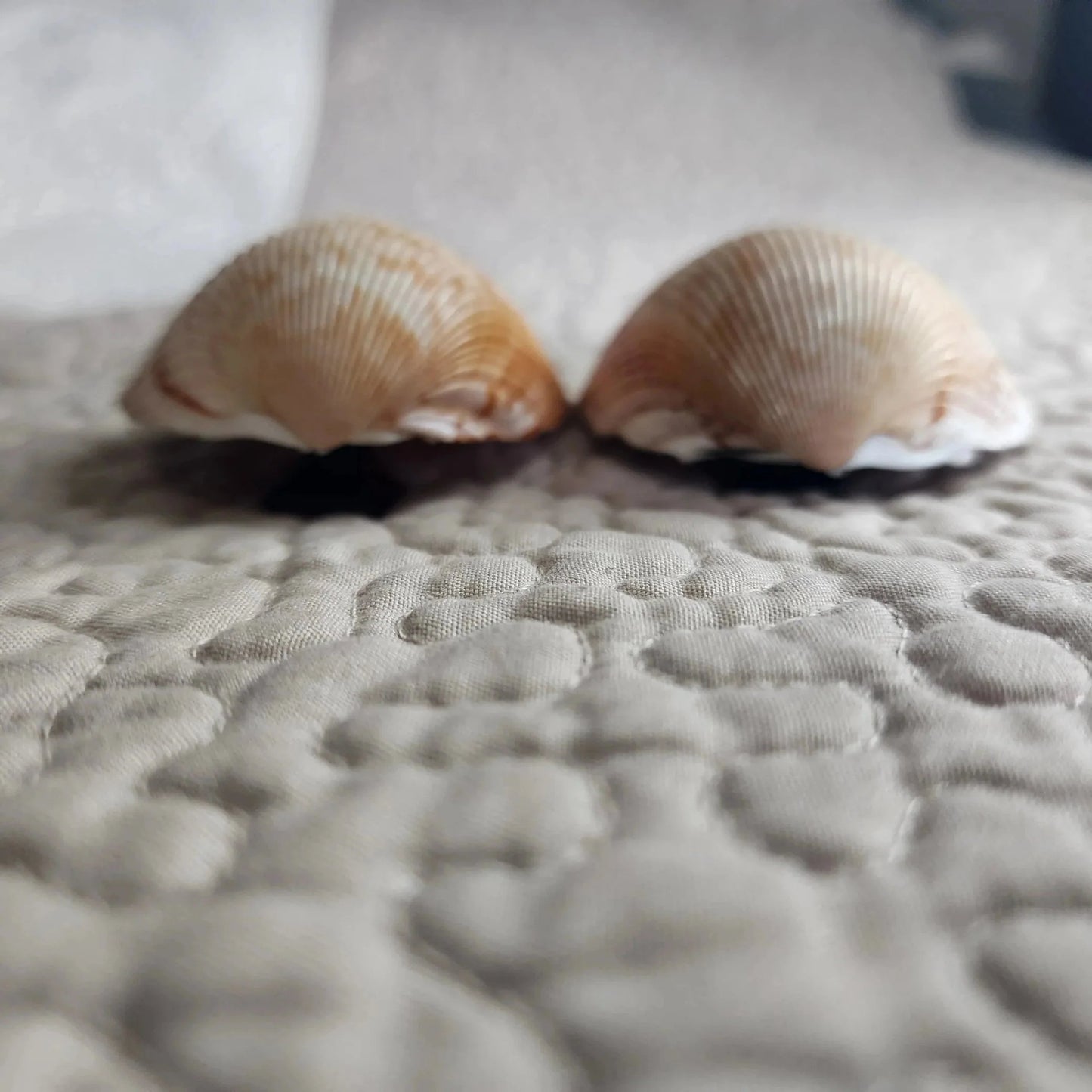 Cockle Shell Drawer Pulls Set of 2 - Beach House Cabinet Knobs with Black Metal - Coastal Hardware Pair
