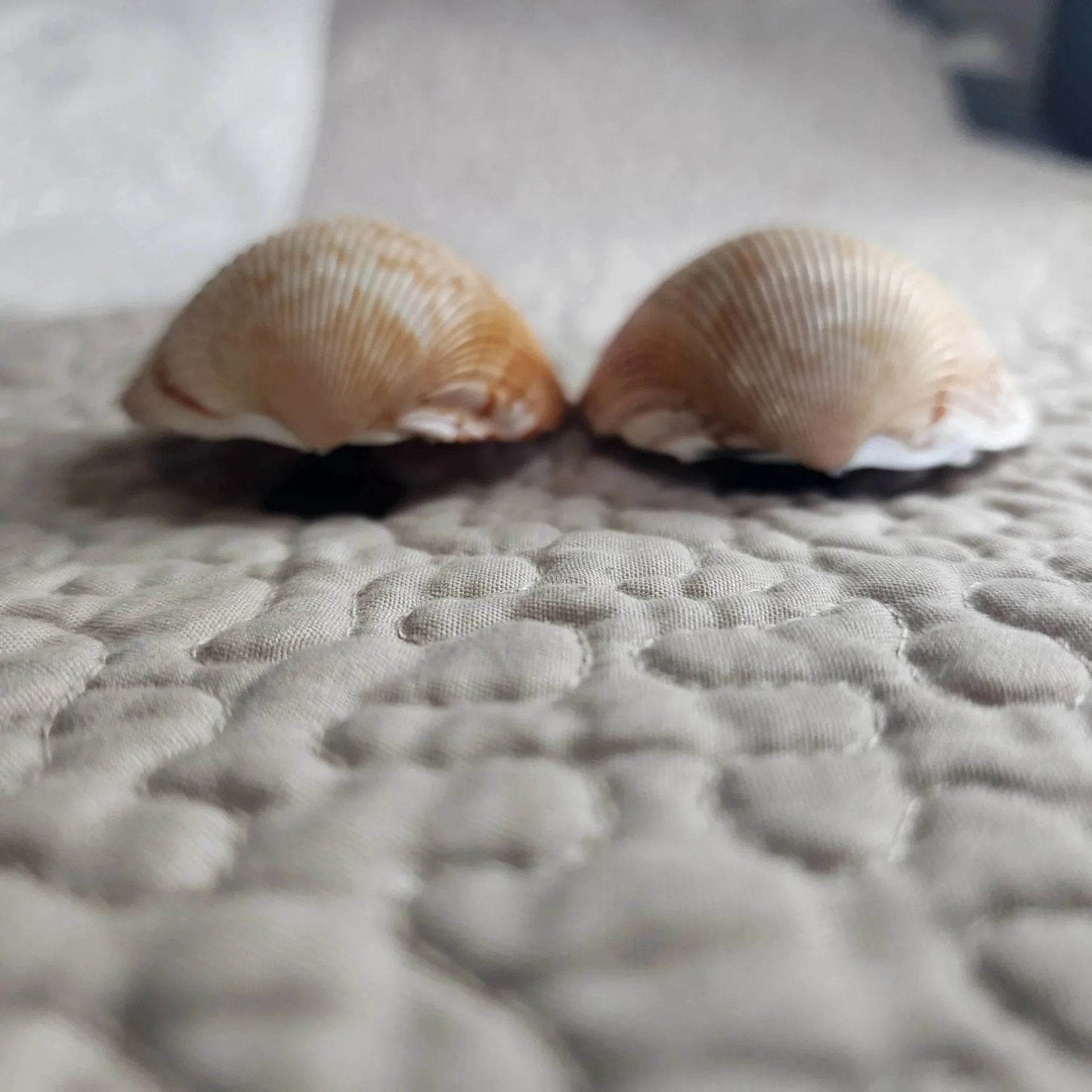Cockle Shell Drawer Pulls Set of 2 - Beach House Cabinet Knobs with Black Metal - Coastal Hardware Pair