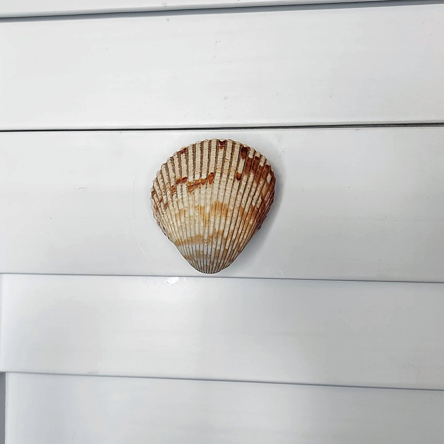Coastal Cockle Seashell Cabinet Knobs - Beach House Drawer Pulls Hardware Set