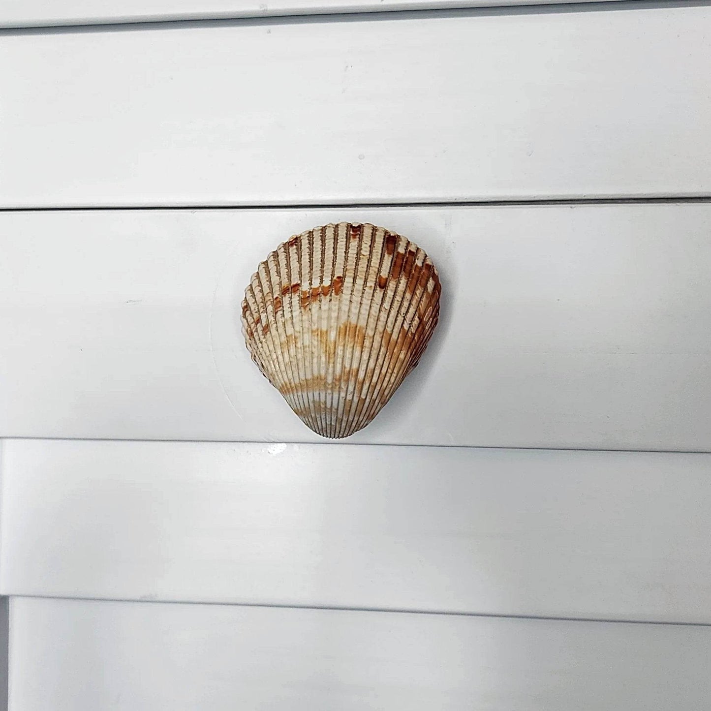 Coastal Cockle Seashell Cabinet Knobs - Beach House Drawer Pulls Hardware Set