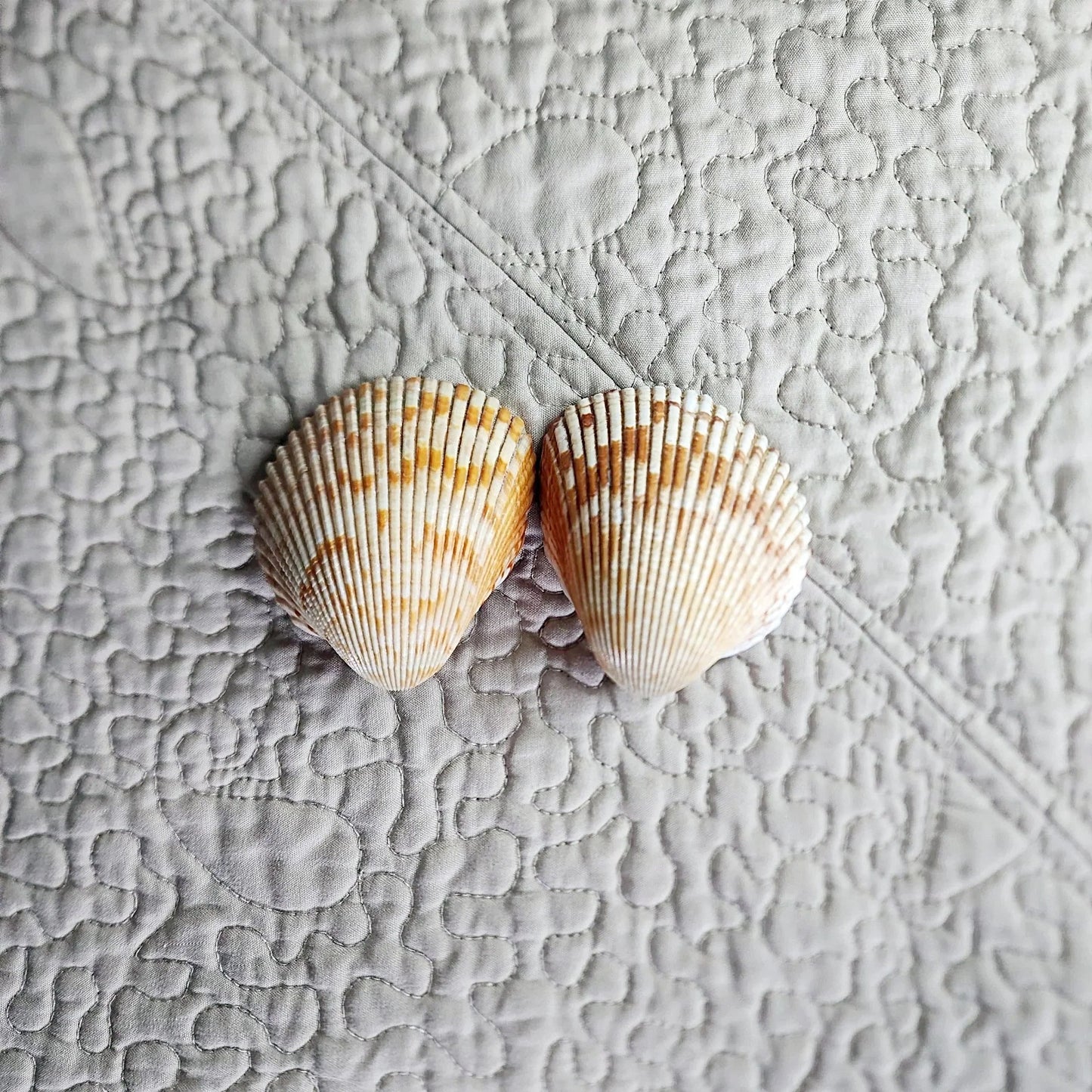 Cockle Shell Drawer Pulls Set of 2 - Beach House Cabinet Knobs with Black Metal - Coastal Hardware Pair
