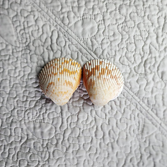 Cockle Shell Drawer Pulls Set of 2 - Beach House Cabinet Knobs with Black Metal - Coastal Hardware Pair