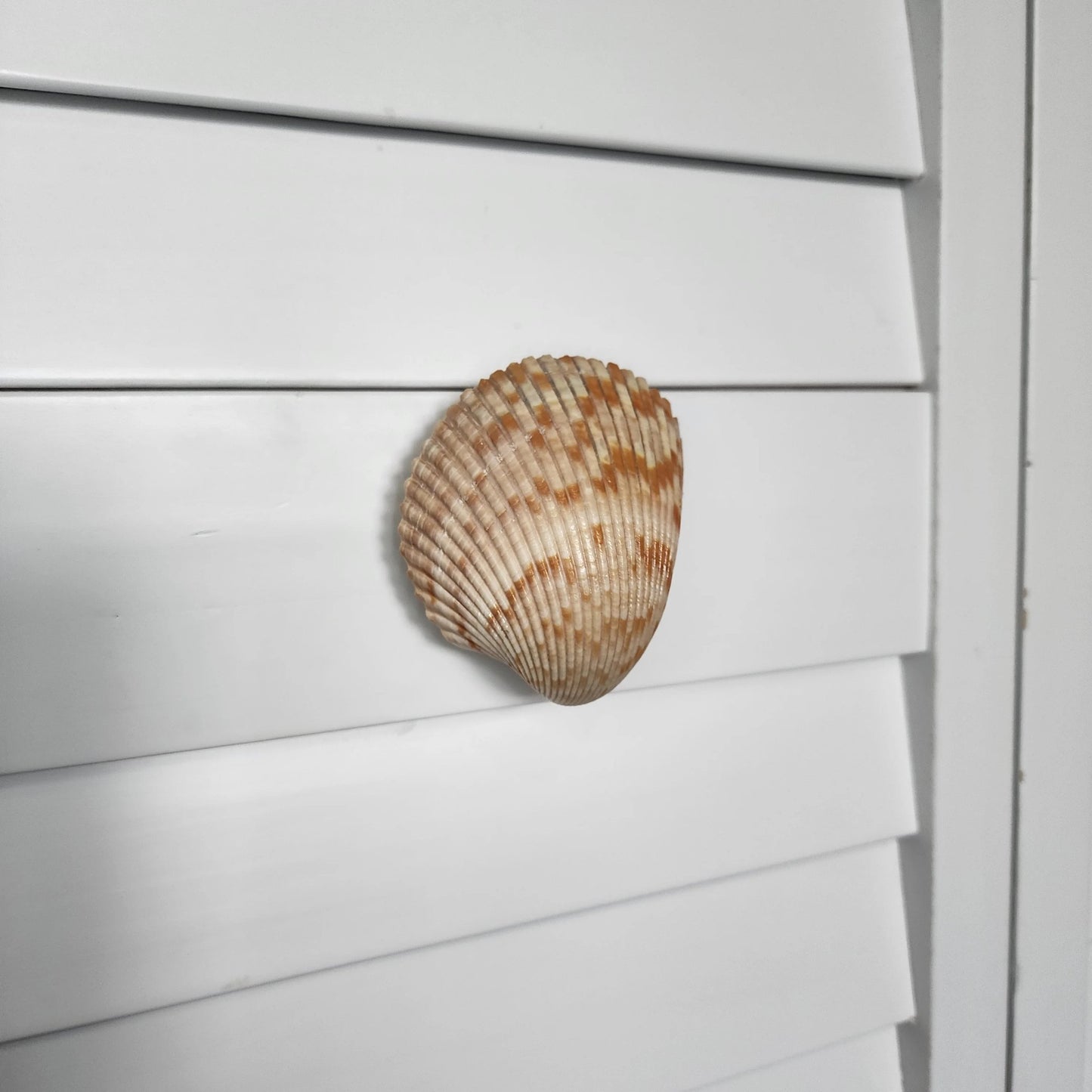 Cockle Shell Drawer Pulls Set of 2 - Beach House Cabinet Knobs with Black Metal - Coastal Hardware Pair