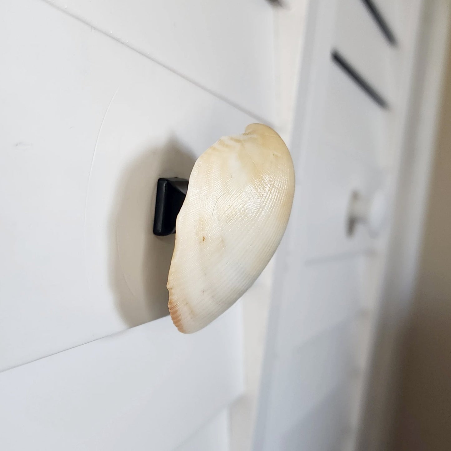 Clam Shell Cabinet Knobs & Drawer Pulls – Authentic Seashell Hardware for Beach, Coastal & Nautical Kitchens & Bathrooms
