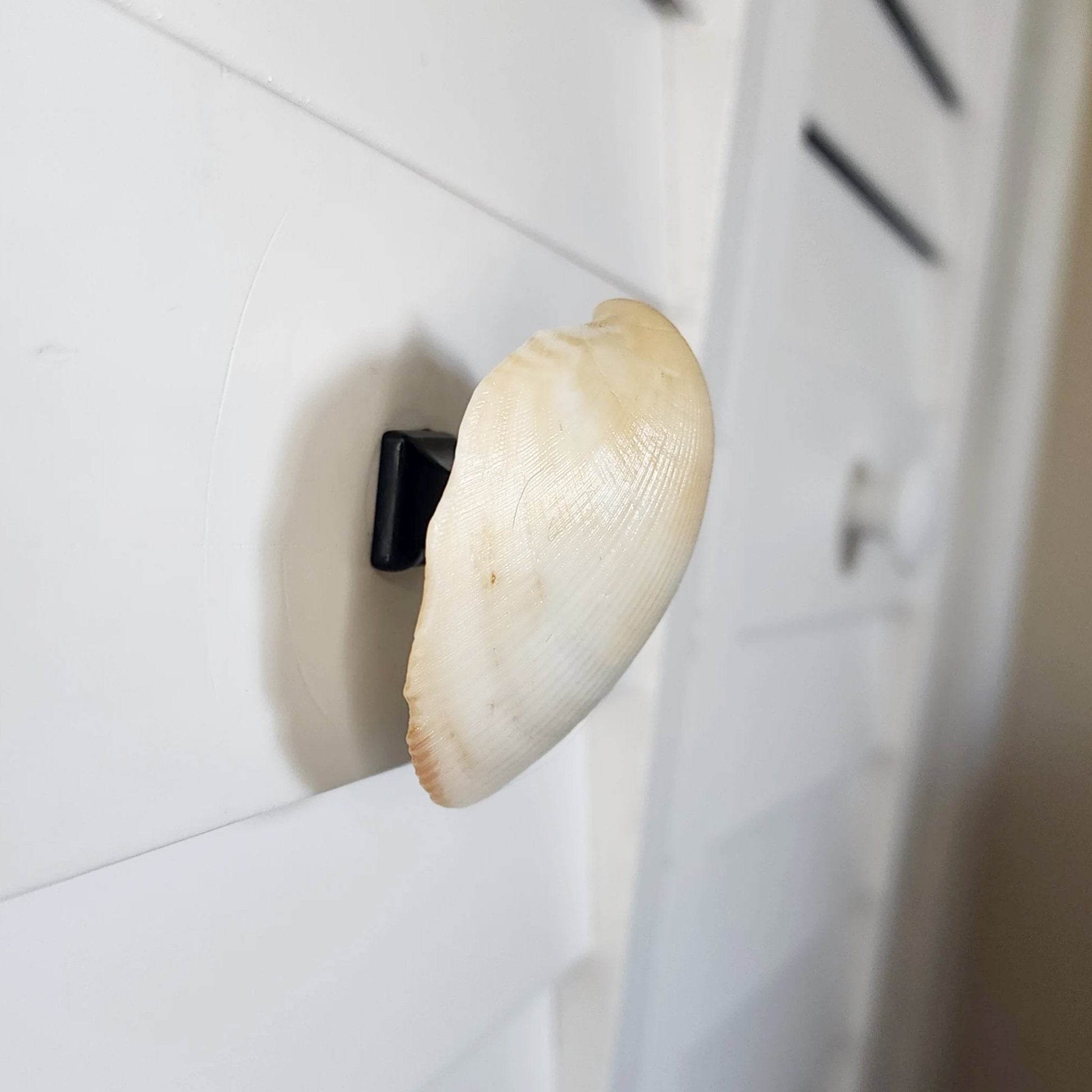 Clam Shell Cabinet Knobs & Drawer Pulls – Authentic Seashell Hardware for Beach, Coastal & Nautical Kitchens & Bathrooms
