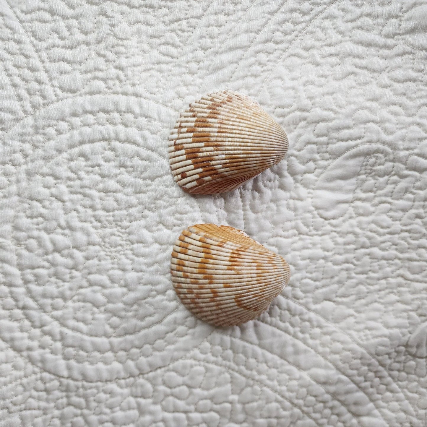 Cockle Shell Drawer Pulls Set of 2 - Beach House Cabinet Knobs with Black Metal - Coastal Hardware Pair