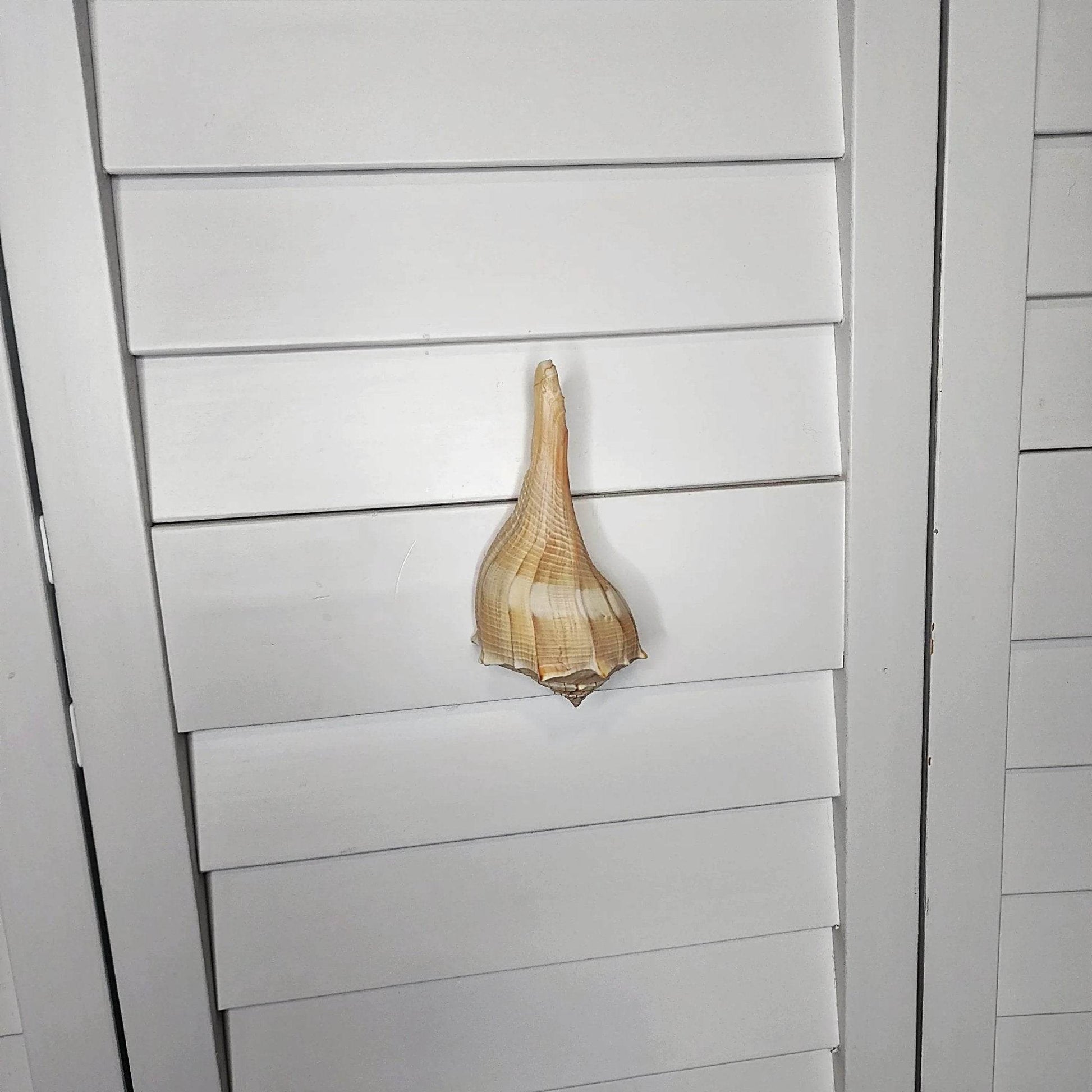 Authentic seashell drawer handle – coastal hardware for kitchen, bathroom, or lake house furniture