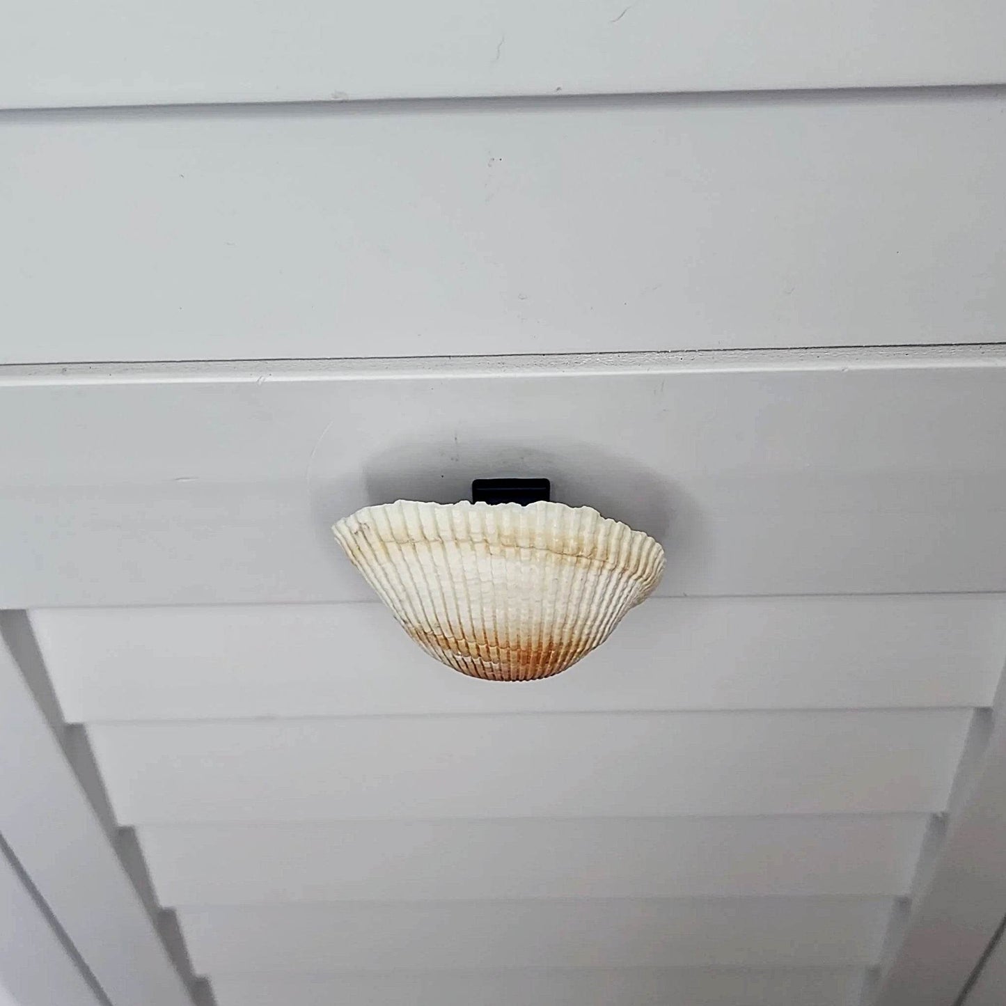 Coastal Cockle Seashell Cabinet Knobs - Beach House Drawer Pulls Hardware Set