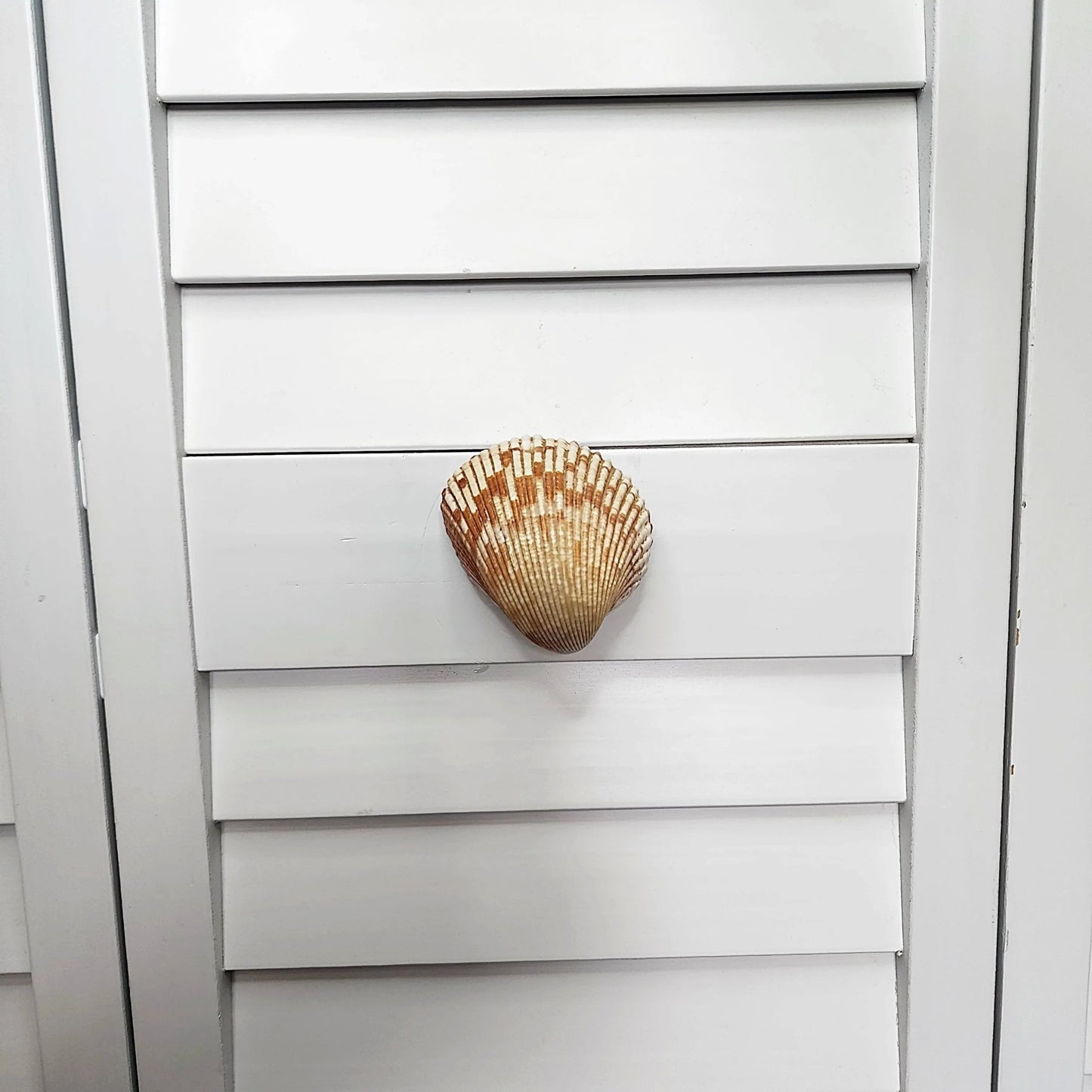 Cockle Shell Drawer Pulls Set of 2 - Beach House Cabinet Knobs with Black Metal - Coastal Hardware Pair