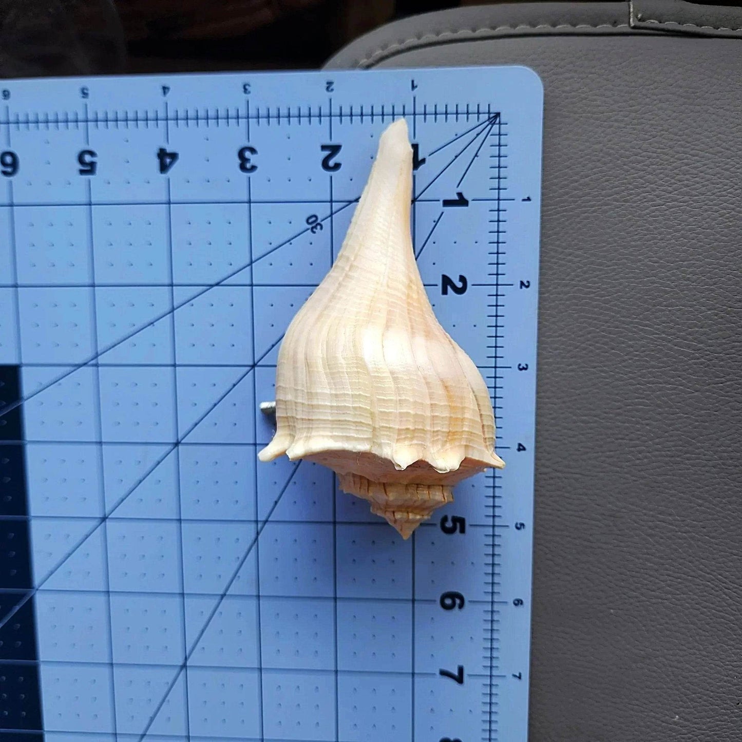Natural Seashell Drawer Pull – Florida Lightning Whelk