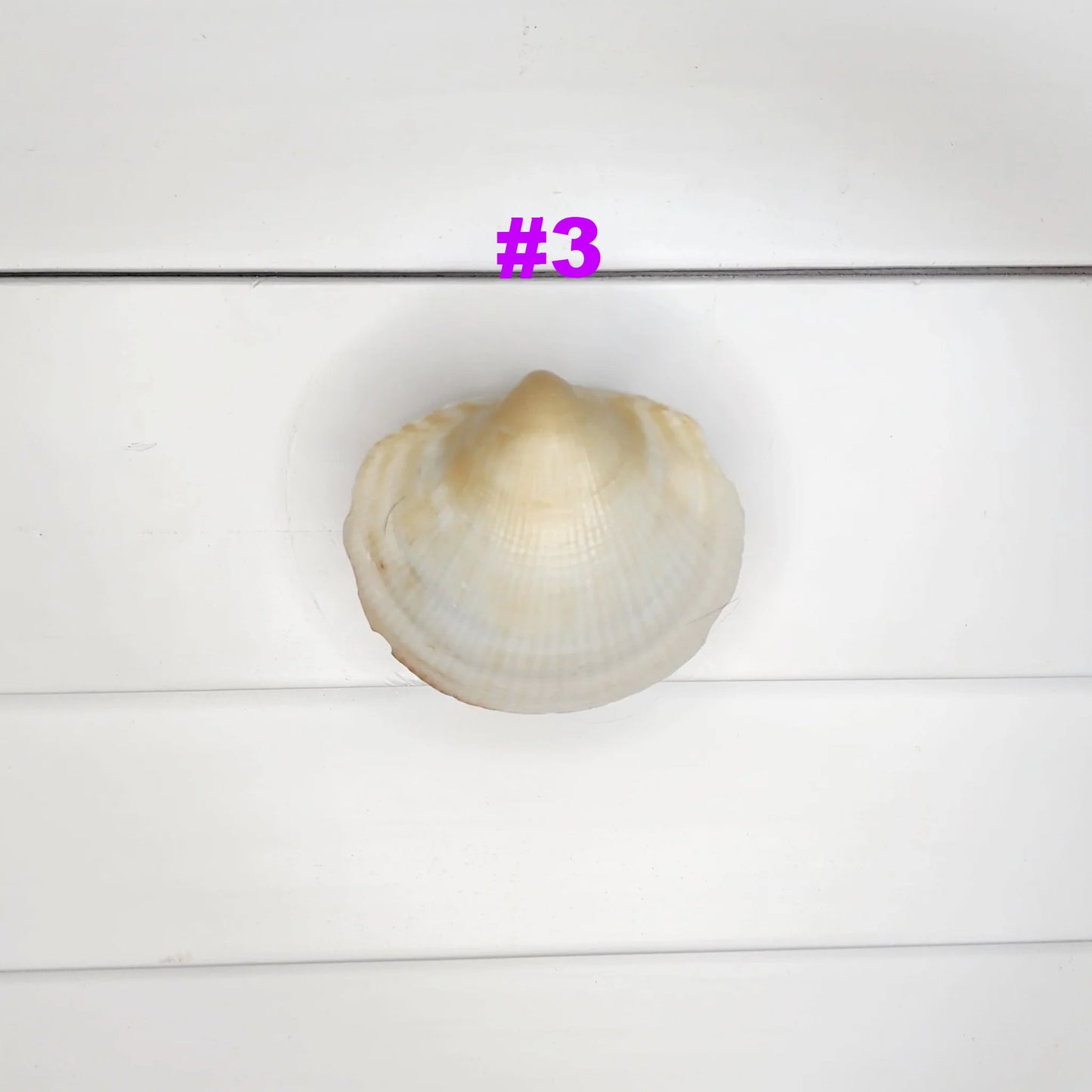 Clam Shell Cabinet Knobs & Drawer Pulls – Authentic Seashell Hardware for Beach, Coastal & Nautical Kitchens & Bathrooms