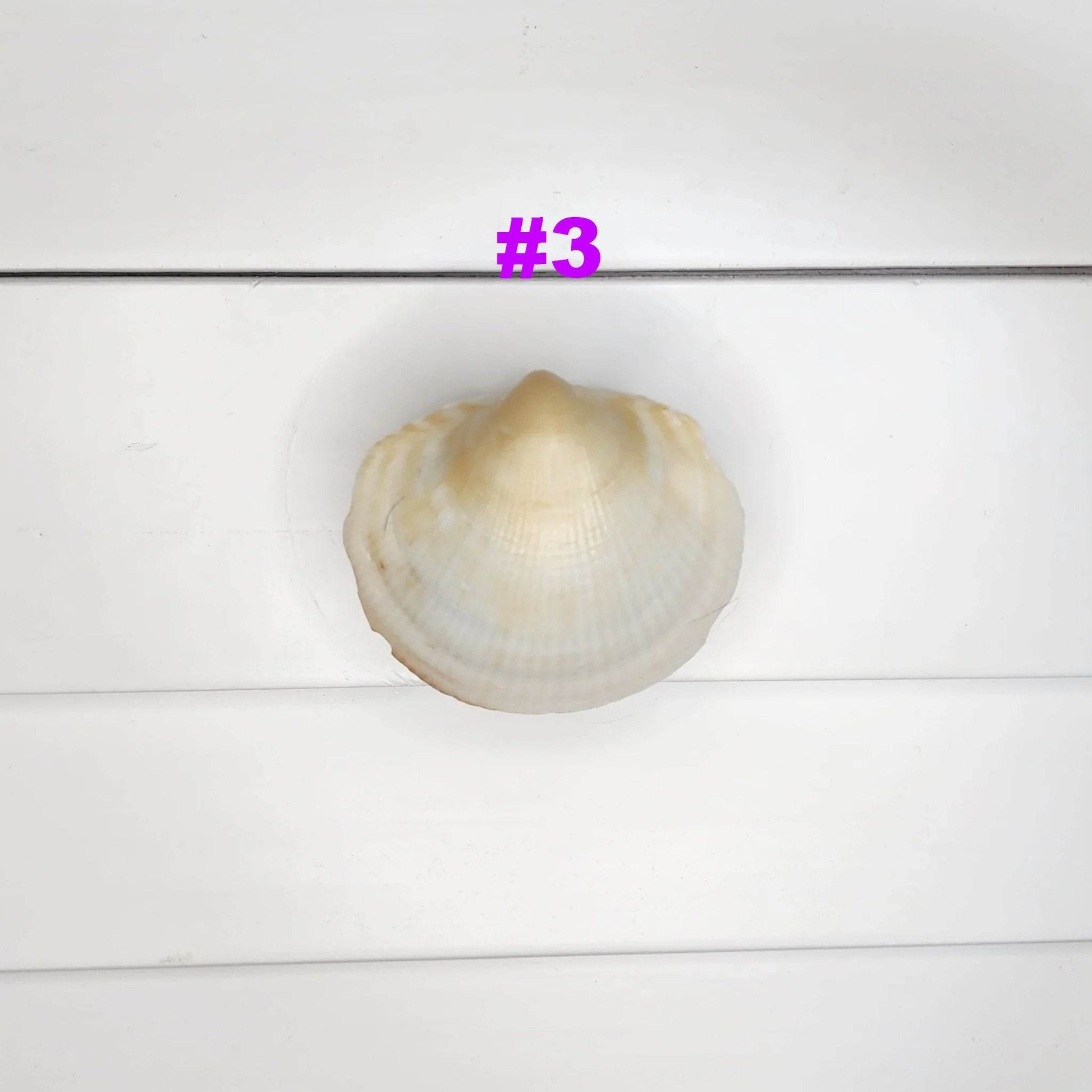 Clam Shell Cabinet Knobs & Drawer Pulls – Authentic Seashell Hardware for Beach, Coastal & Nautical Kitchens & Bathrooms