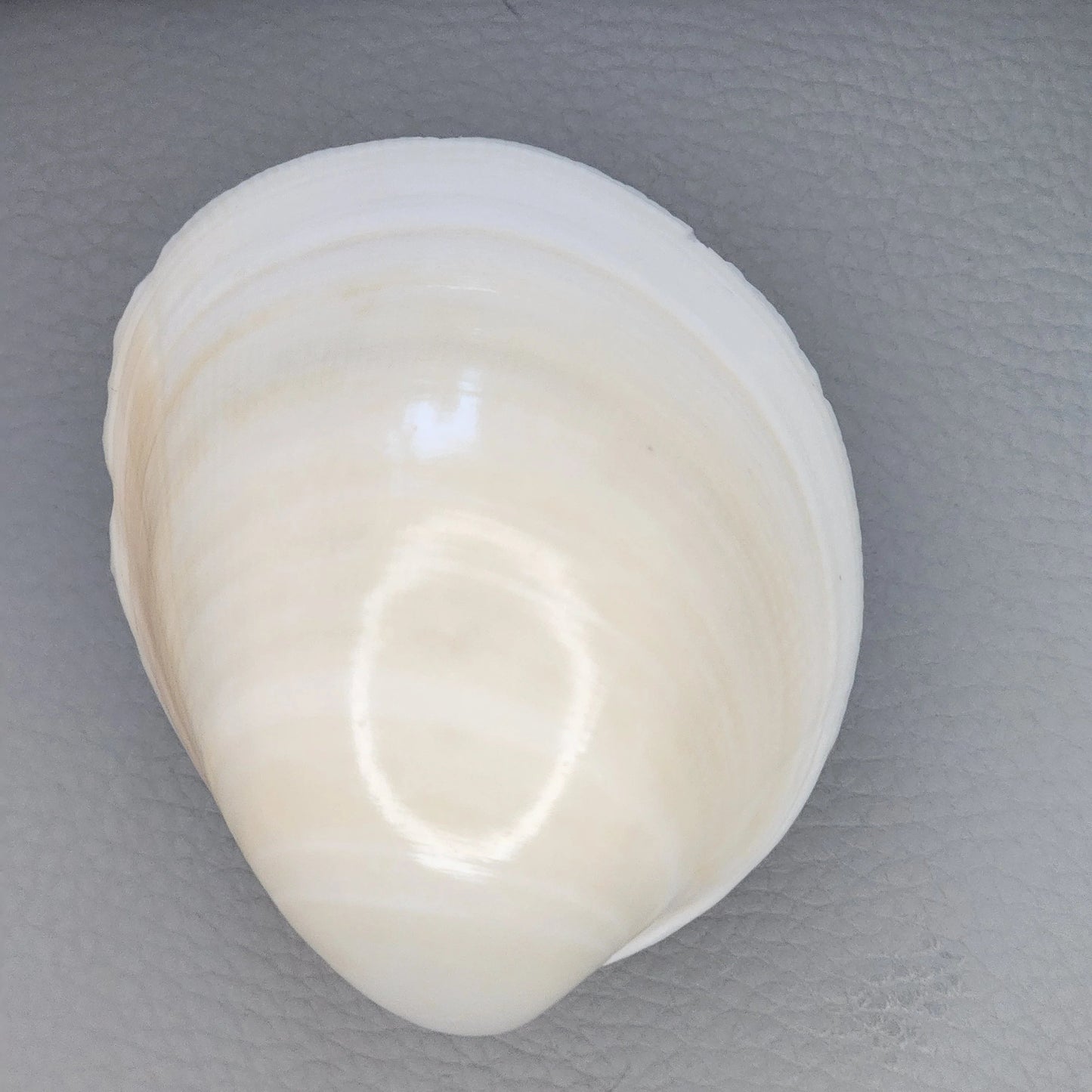 Clam Shell Cabinet Knobs & Drawer Pulls – Authentic Seashell Hardware for Beach, Coastal & Nautical Kitchens & Bathrooms