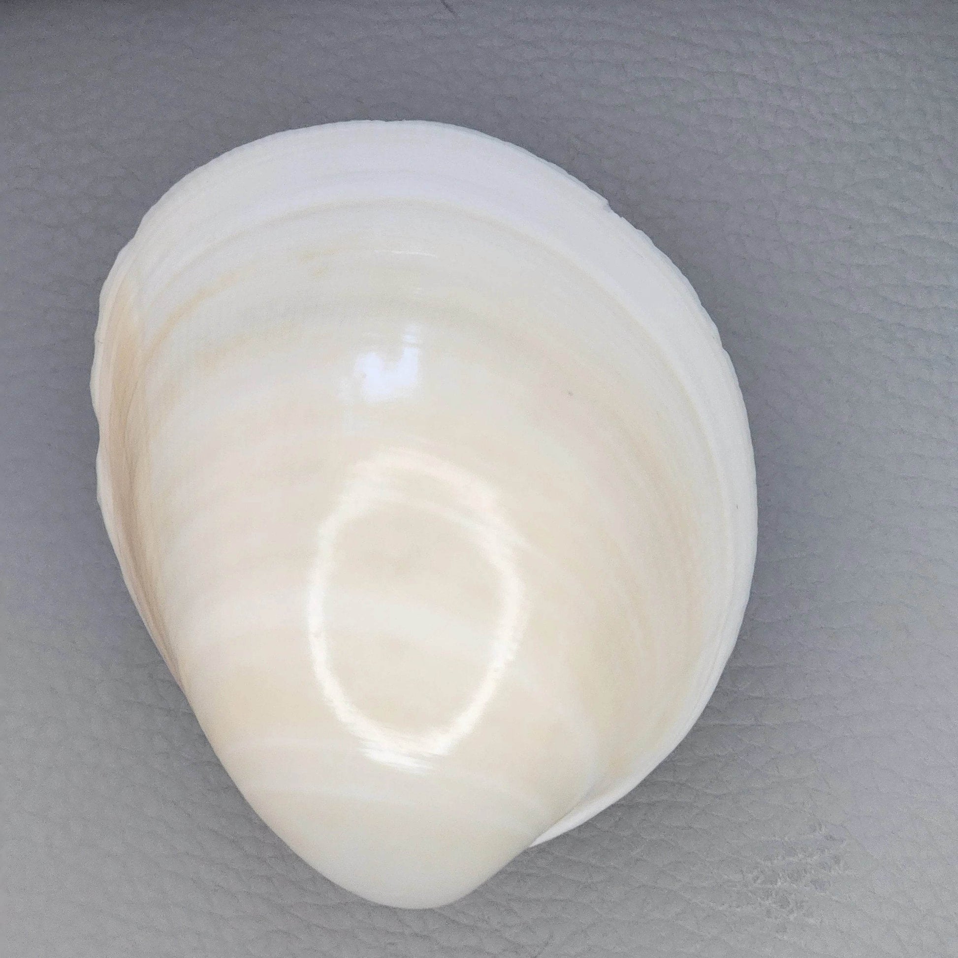 Clam Shell Cabinet Knobs & Drawer Pulls – Authentic Seashell Hardware for Beach, Coastal & Nautical Kitchens & Bathrooms
