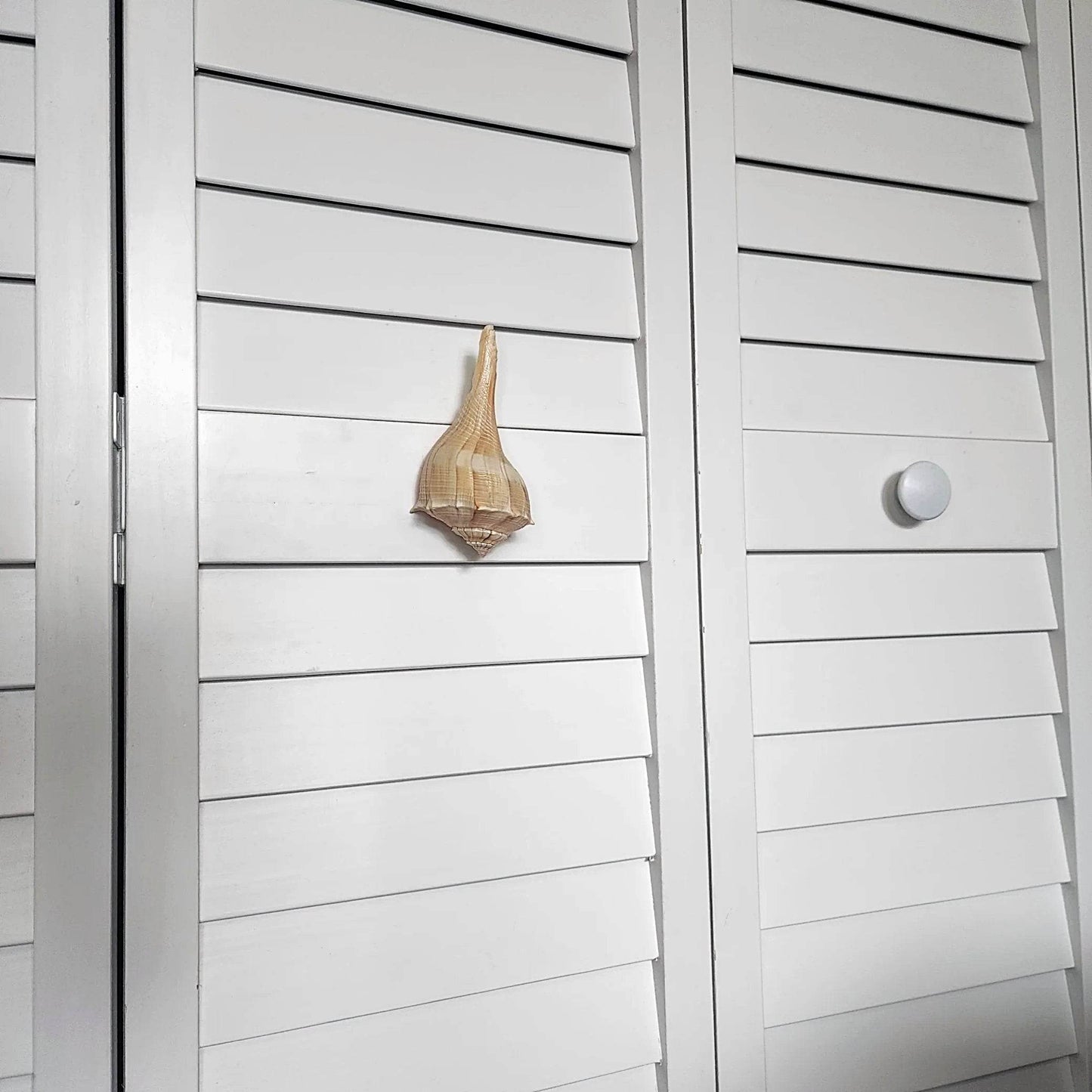 Natural Seashell Drawer Pull – Florida Lightning Whelk