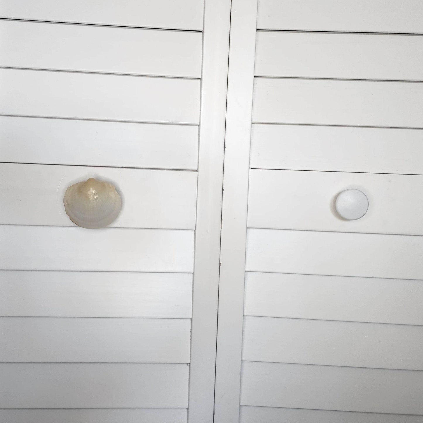 Clam Shell Cabinet Knobs & Drawer Pulls – Authentic Seashell Hardware for Beach, Coastal & Nautical Kitchens & Bathrooms