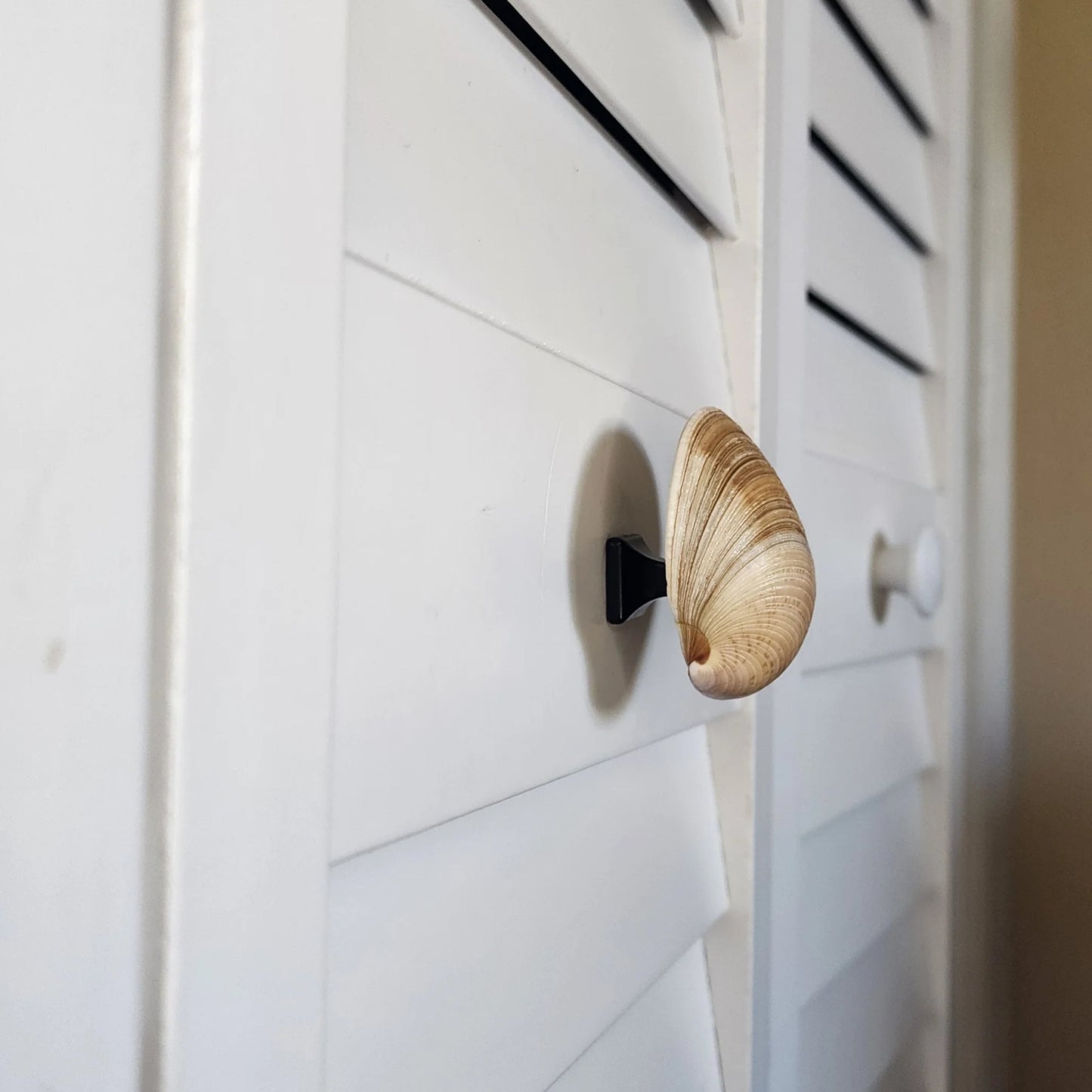 Clam Shell Cabinet Knobs & Drawer Pulls – Authentic Seashell Hardware for Beach, Coastal & Nautical Kitchens & Bathrooms