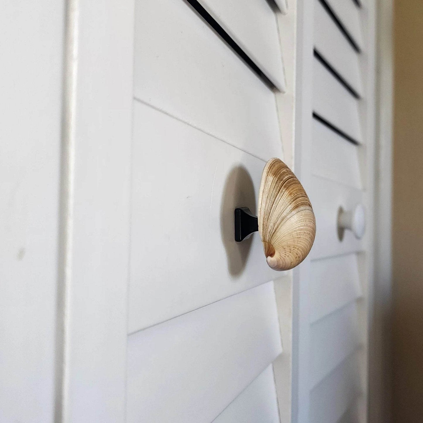 Clam Shell Cabinet Knobs & Drawer Pulls – Authentic Seashell Hardware for Beach, Coastal & Nautical Kitchens & Bathrooms