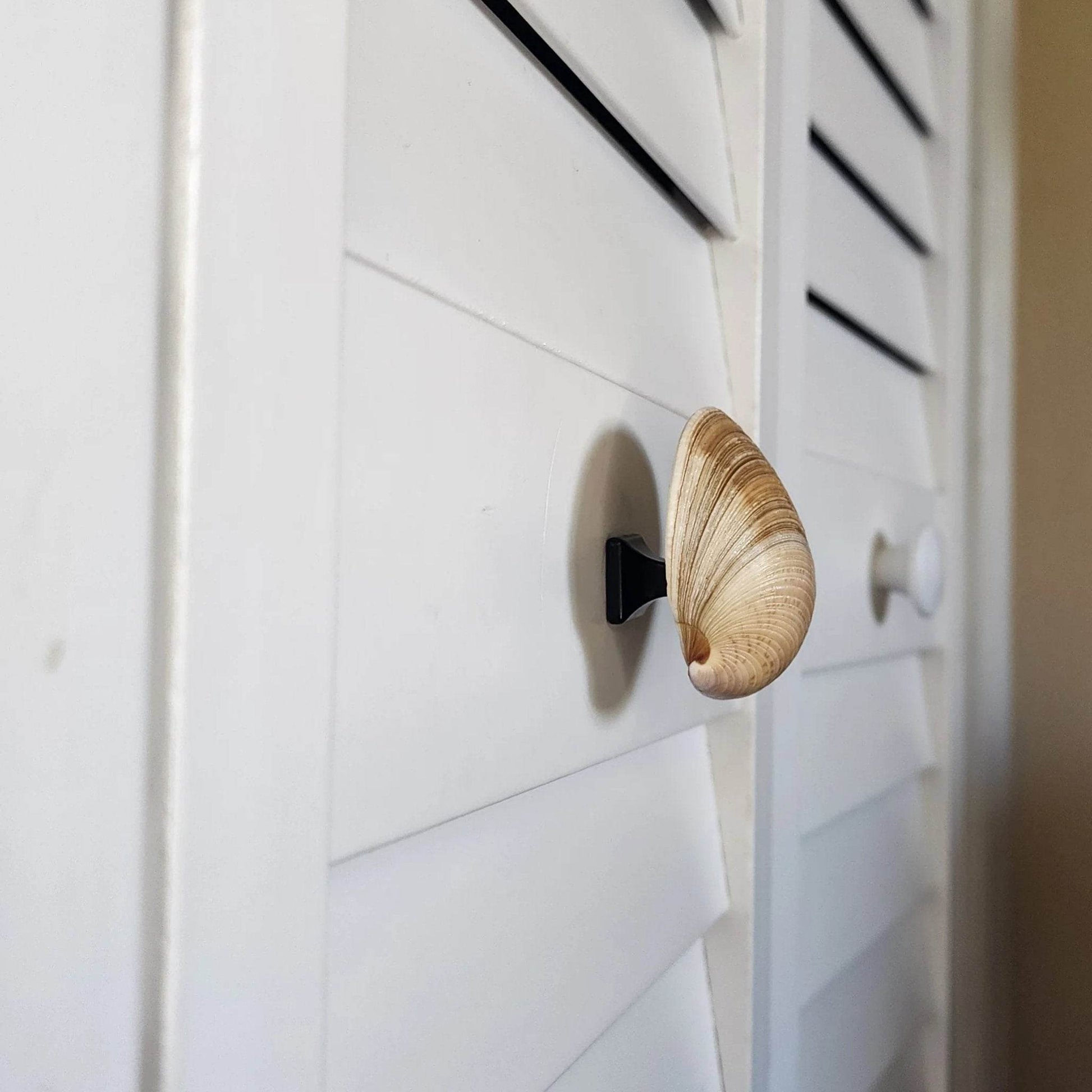 Clam Shell Cabinet Knobs & Drawer Pulls – Authentic Seashell Hardware for Beach, Coastal & Nautical Kitchens & Bathrooms