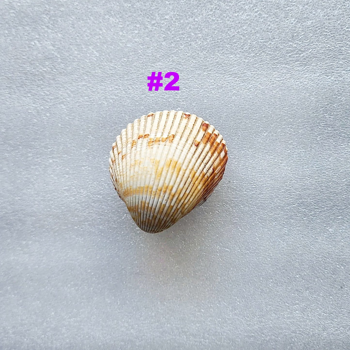 Coastal Cockle Seashell Cabinet Knobs - Beach House Drawer Pulls Hardware Set
